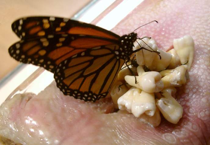 David Khang, 'Mediamorphosis' 2006, Performance with live monarch butterflies, human wisdom teeth, raw beef tongue