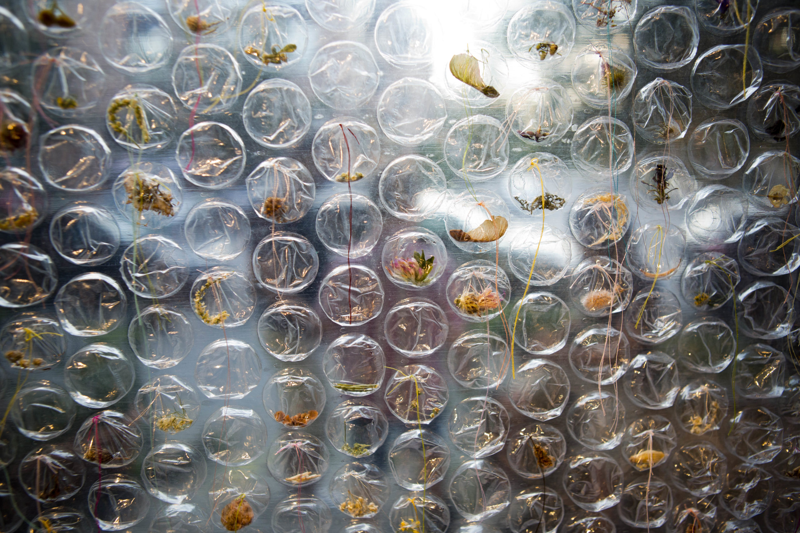 upclose image of a bubble wrap with plant remnants and thread inside each bubble, and a faint abstract image in the back